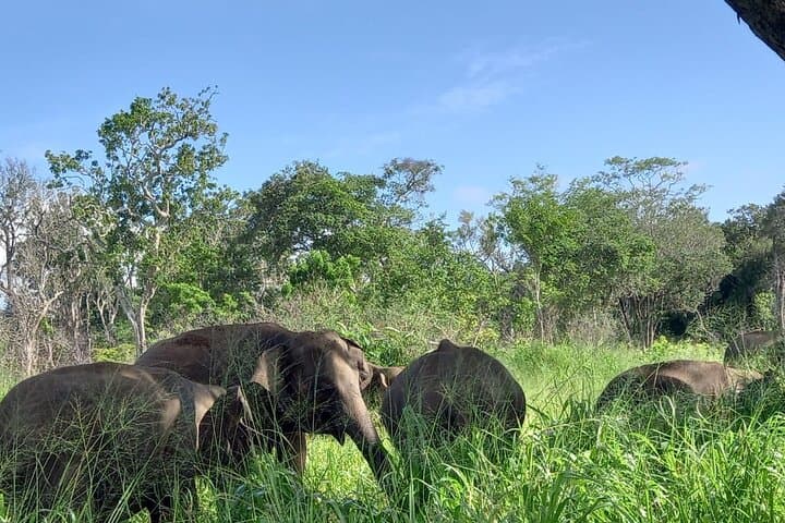 Minneriya Elephant Safari: Private Jeep Tour from Habarana photo 5