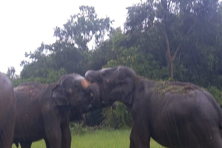 Minneriya Elephant Safari: Private Jeep Tour from Habarana photo 6