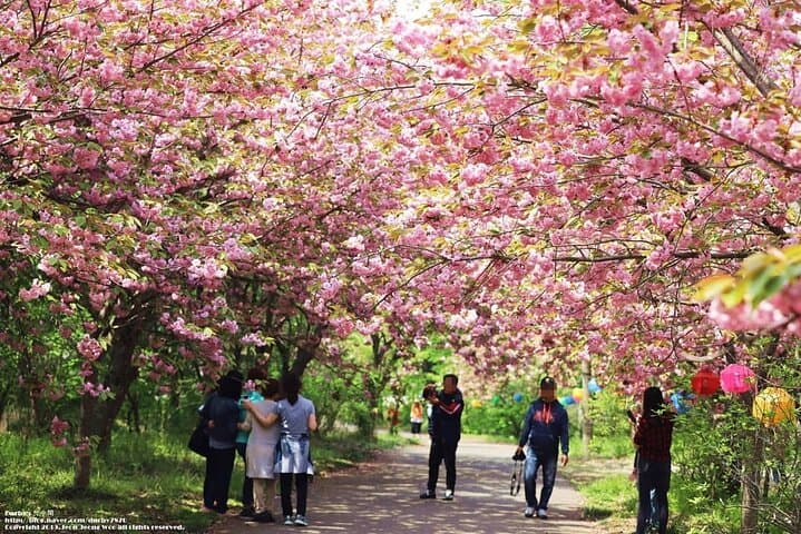 Seosan Temples and Suwon Hwaseong: Full-Day Cherry Blossom Tour from Seoul photo 6