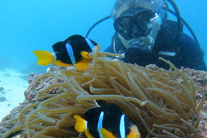 Scuba Diving in Muscat: Day Dives to Coral Reefs and Turtles photo 2