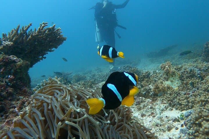 Scuba Diving in Muscat: Day Dives to Coral Reefs and Turtles photo 3