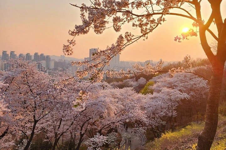 Suwon Hwaseong & Wonmisan Azalea Garden Day Tour — Cherry Blossoms, Fortress Walks and Market Flavors