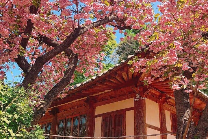 Seosan Temples and Suwon Hwaseong: Full-Day Cherry Blossom Tour from Seoul