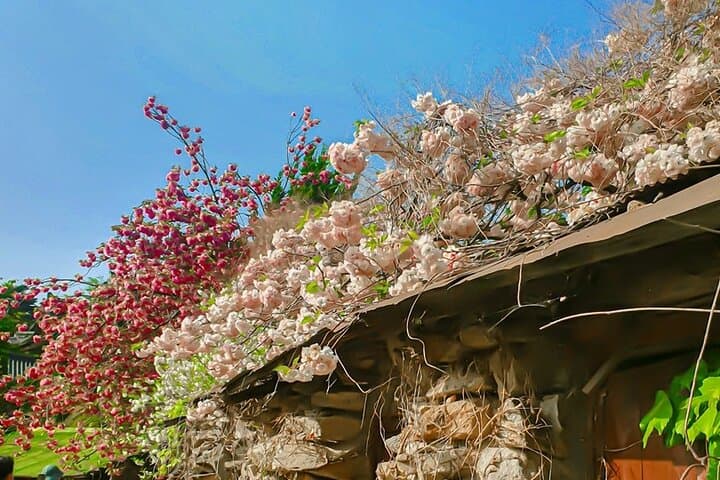 Seosan Temples and Suwon Hwaseong: Full-Day Cherry Blossom Tour from Seoul photo 2