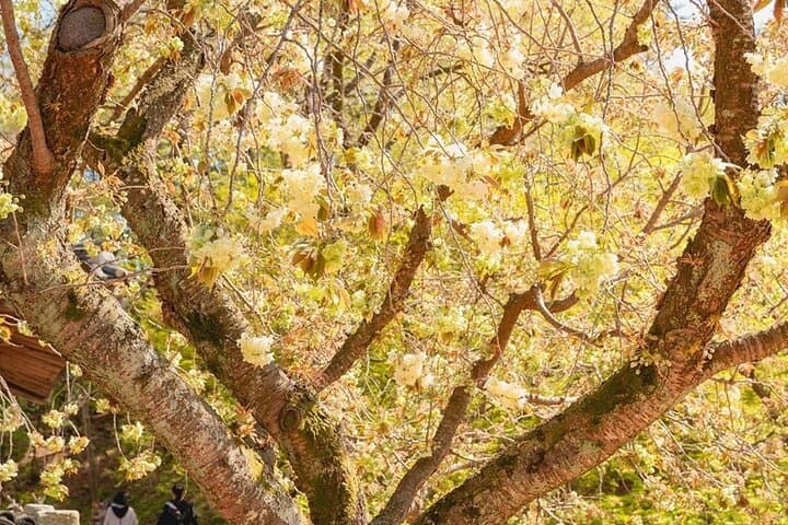 Seosan Temples and Suwon Hwaseong: Full-Day Cherry Blossom Tour from Seoul photo 3