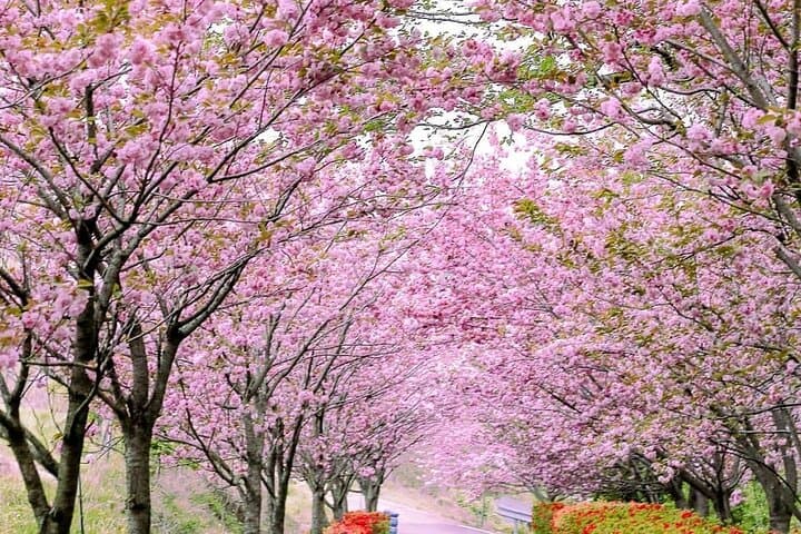Seosan Temples and Suwon Hwaseong: Full-Day Cherry Blossom Tour from Seoul photo 4