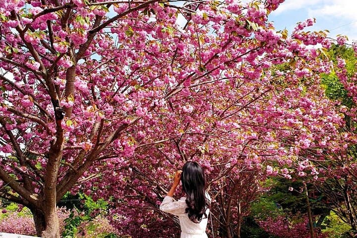 Seosan Temples and Suwon Hwaseong: Full-Day Cherry Blossom Tour from Seoul photo 5