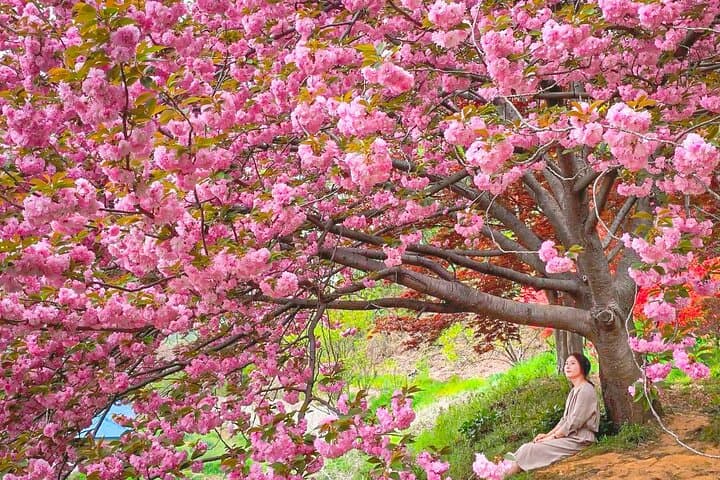 King Cherry Blossoms & Suwon Hwaseong Day Tour from Seoul photo 2