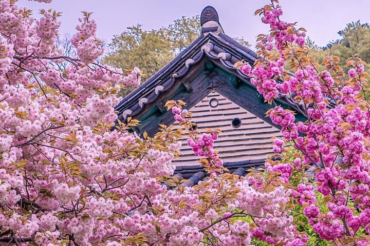 King Cherry Blossoms & Suwon Hwaseong Day Tour from Seoul