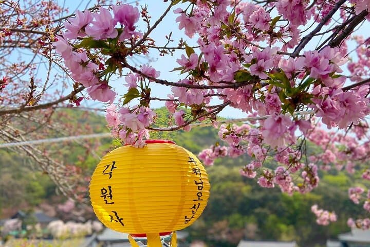 King Cherry Blossoms & Suwon Hwaseong Day Tour from Seoul photo 3