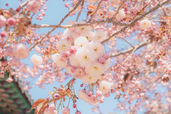 King Cherry Blossoms & Suwon Hwaseong Day Tour from Seoul photo 6