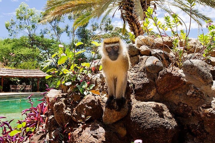 5-Day Private Kenya Driving Safari: Nairobi to Mombasa via Amboseli & Tsavo photo 2