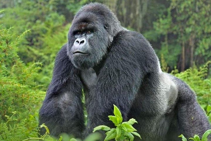 Rwanda Gorilla Trekking: 4-Day Private Safari in Volcanoes National Park photo 1