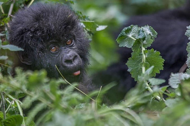 Rwanda Gorilla Trekking: 4-Day Private Safari in Volcanoes National Park photo 2
