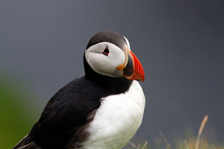 4-Day Mull, Iona & Staffa Puffin Experience from Edinburgh photo 2