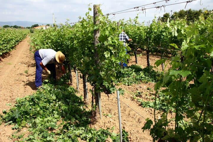 Maremma Quad Adventure and Winery Tasting in Bandite di Scarlino photo 4