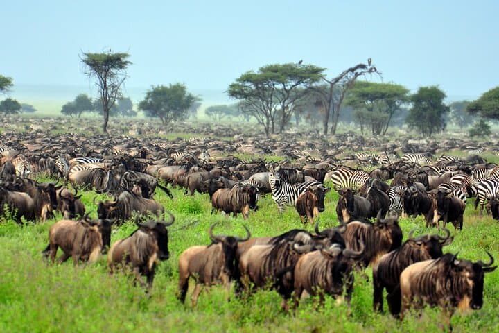 9-Day Tanzania Safari: Arusha, Tarangire, Manyara, Serengeti & Ngorongoro photo 2