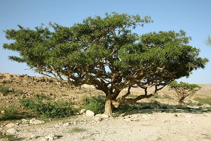 Salalah Half-Day Historical & Frankincense City Tour photo 2