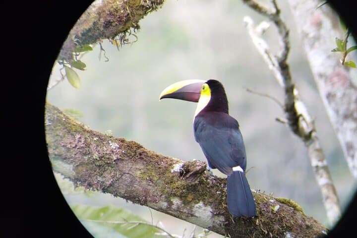 La Fortuna to Monteverde Private Transfer — Scenic Route Along Lake Arenal photo 5