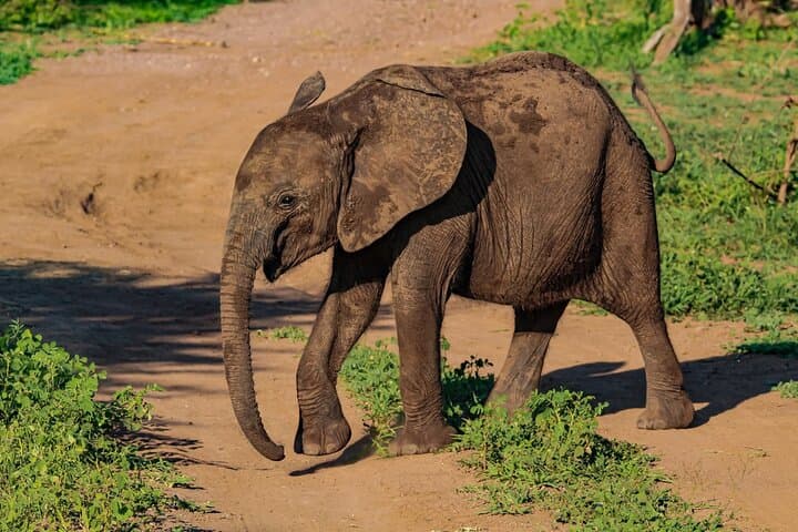 Private Gin & Tonic Safari Game Drive near Victoria Falls photo 5