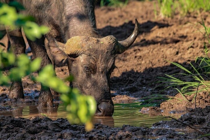 Wild Sips and Big Game: Prime Safari Drive near Victoria Falls photo 5