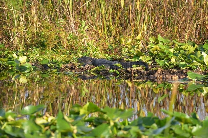 90-Minute Everglades Pontoon Eco Tour from Kissimmee photo 2