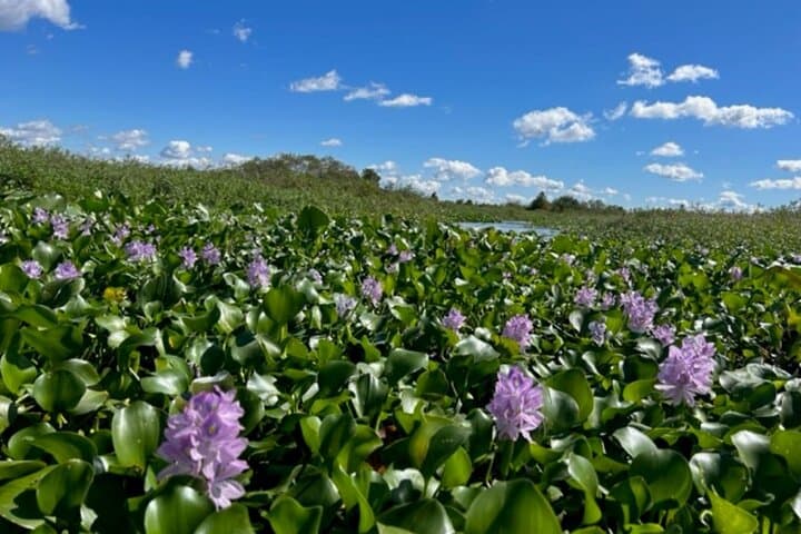 90-Minute Everglades Pontoon Eco Tour from Kissimmee photo 4