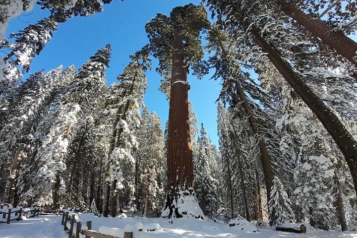 Private Winter Sequoia Tour with Former Park Rangers — 4-Hour Sequoia & Kings Canyon Experience photo 4