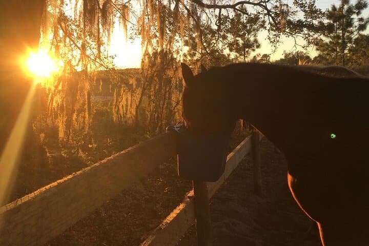 Sunset Champagne & Charcuterie Horseback Ride at Lake Louisa photo 3