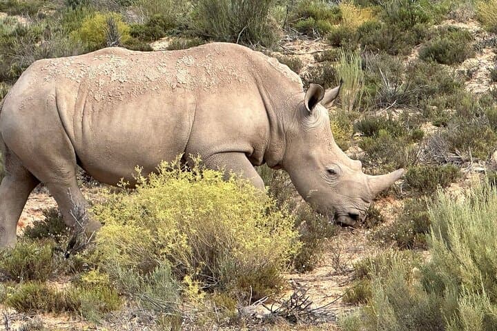 3 Days Private Wildlife Safari and Garden Route from Cape Town photo 2