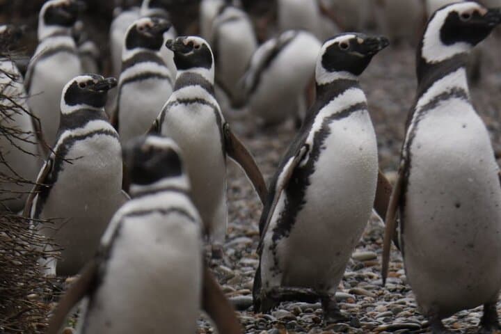 Magellanic Penguins at Cabo Vírgenes — Full-Day Tour from Punta Arenas