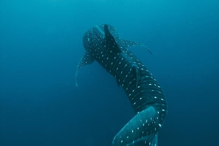 Swim with Whale Sharks: Isla Mujeres & Riviera Maya Small-Group Adventure photo 2