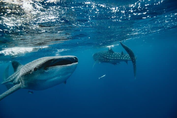 Swim with Whale Sharks: Isla Mujeres & Riviera Maya Small-Group Adventure photo 3