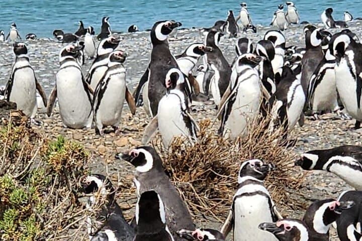 Magellanic Penguins at Cabo Vírgenes — Full-Day Tour from Punta Arenas photo 4
