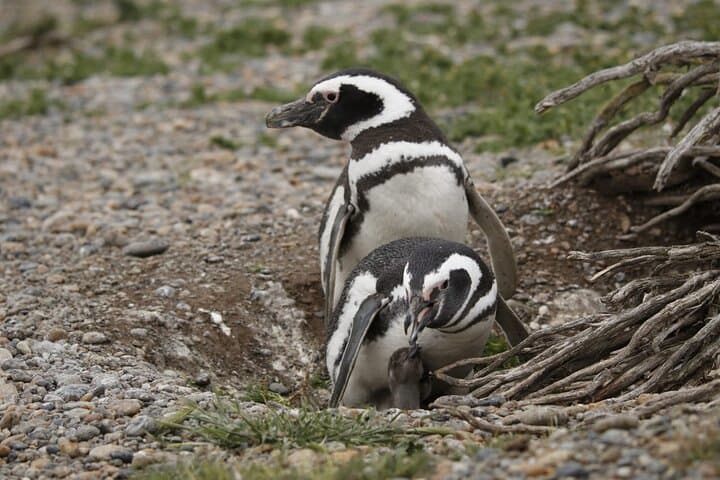 Magellanic Penguins at Cabo Vírgenes — Full-Day Tour from Punta Arenas photo 6