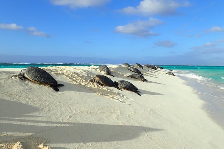 Circle Island Oahu: Small-Group Day Tour from Honolulu to North Shore and Back