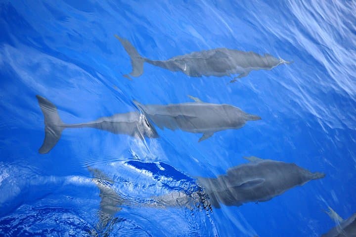 Hawaiian Sail and Snorkel off Kailua-Kona aboard a Traditional Double-Hull Canoe photo 4