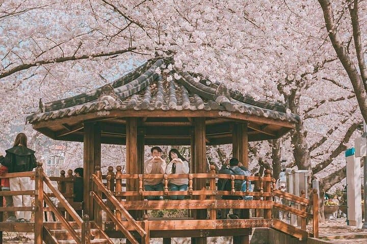 Jinhae Pink Cherry Blossom Day Tour from Busan: Gyeonghwa Station & Yeojwacheon River
