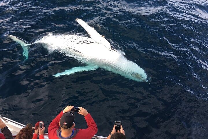 Maui Whale Watch from Lahaina Harbor: 2-Hour Humpback Experience photo 3