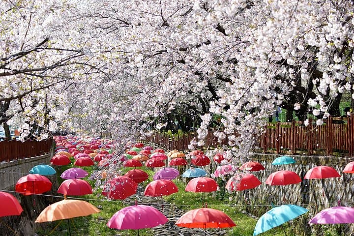 Jinhae Gunhangje Night Tour — Cherry Blossoms at Gyeonghwa Station & Yeojwacheon photo 3