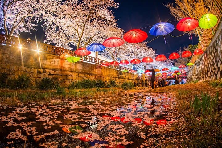 Jinhae Gunhangje Night Tour — Cherry Blossoms at Gyeonghwa Station & Yeojwacheon photo 4