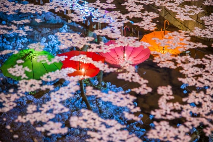 Jinhae Gunhangje Night Tour — Cherry Blossoms at Gyeonghwa Station & Yeojwacheon photo 2
