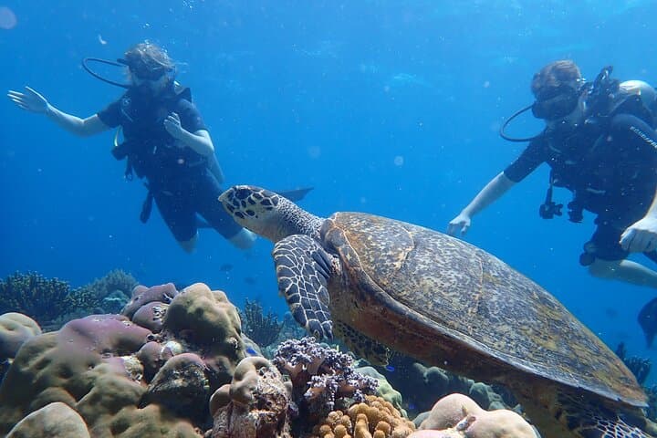 Menjangan Island Scuba Diving: Two-Dive Day Trip from Pemuteran photo 2