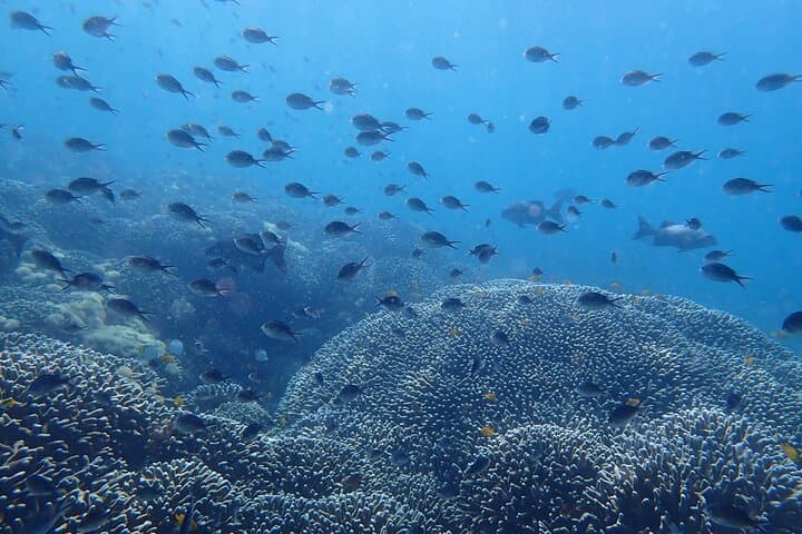 Menjangan Island Scuba Diving: Two-Dive Day Trip from Pemuteran photo 4