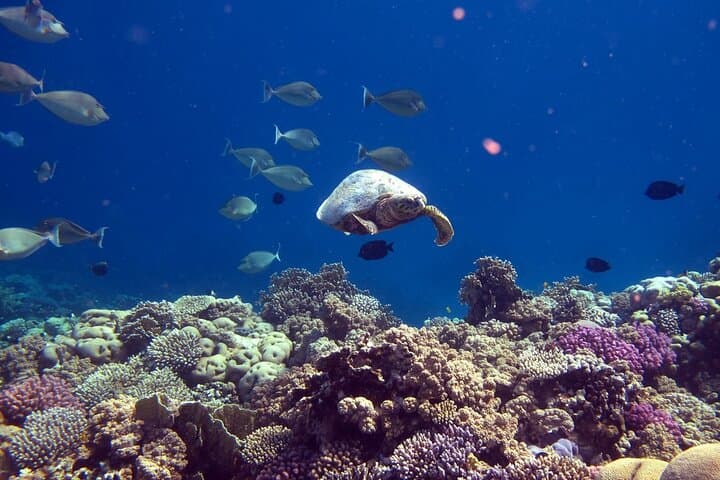 Dimaniyat Island Snorkeling & Picnic: Half‑Day Marine Escape from Muscat photo 2