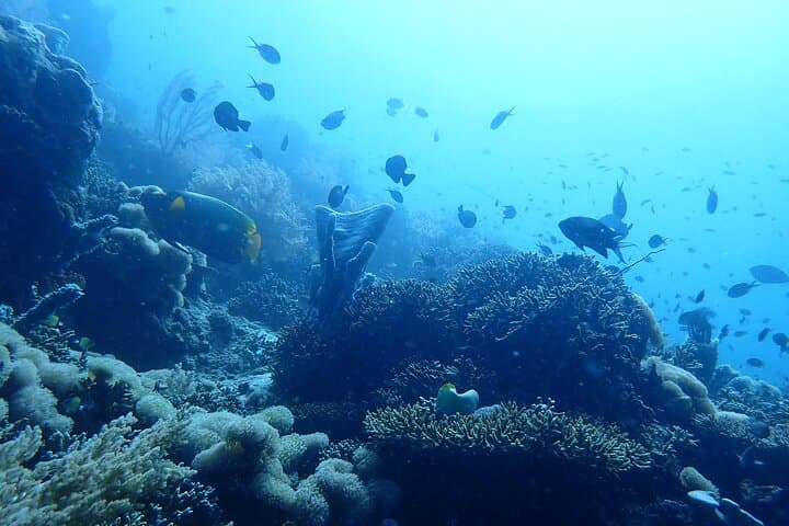 Menjangan Island Scuba Diving: Two-Dive Day Trip from Pemuteran photo 5