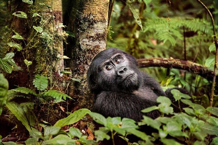 5-Day Uganda Primate & Gorilla Trekking Luxury Safari — Kibale to Bwindi photo 6