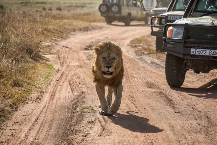 Full-Day Safari in Tarangire National Park: Elephants, Baobabs & Birdlife photo 2