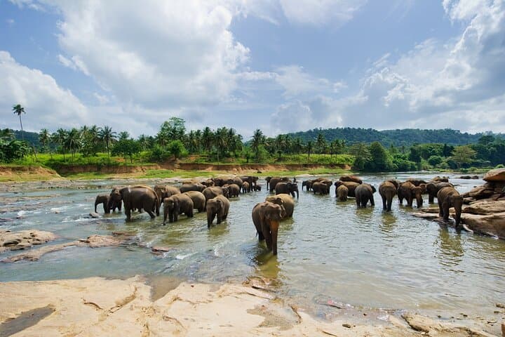 Full-Day Safari in Tarangire National Park: Elephants, Baobabs & Birdlife photo 3
