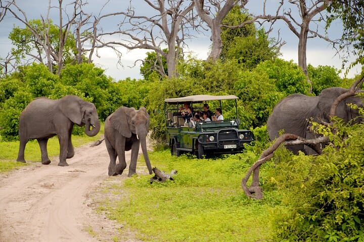 Full-Day Safari in Tarangire National Park: Elephants, Baobabs & Birdlife photo 4
